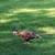 Geese, guineas, pullets, turkeys, and white homing pigeons 20 thumbnail