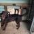 URGENT PLEASE HELP REHOME THESE DOGS 4 thumbnail