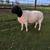 Dorper rams 16 thumbnail