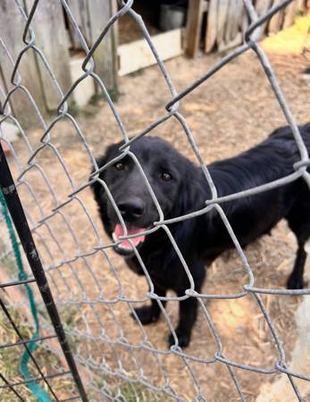 Sweet Tilly (Greeneville)63974941895682120