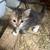 Mousers 1 thumbnail