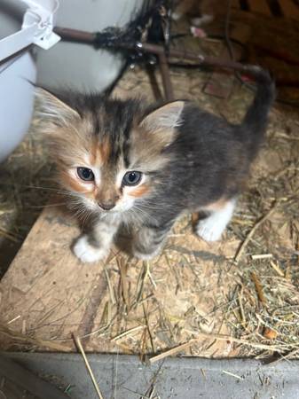Mousers 1