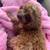 rehoming 7 month old red cavapoo female 18 thumbnail