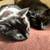 Milo & Merlin – 6-yr-old Black Cat Bros Looking for a Kind Home 1 thumbnail