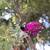 Native Sun Gardens free estimates 2 thumbnail