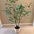 FAUX DECORATIVE POTTED TREES 3 thumbnail