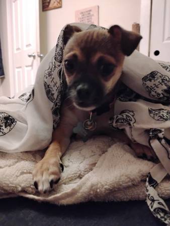 Stolen Puppy63618649628545124