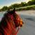 Horses Available for Lease 5 thumbnail