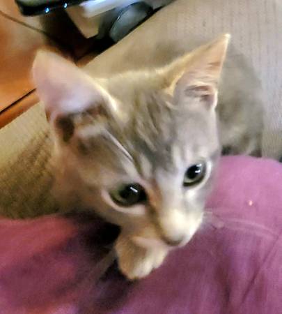 I need a home. Male kitty with much personality (Shawnee)63670591762435121