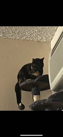 Tortie rehoming (Minneapolis)63414697652099122