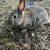 Flemish Giant mix bunny rabbits 3 thumbnail