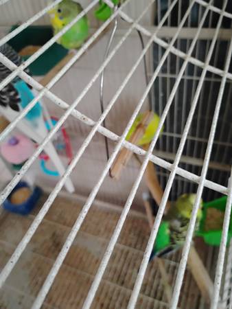 Rehoming parakeets (Bristol)63808856760835120