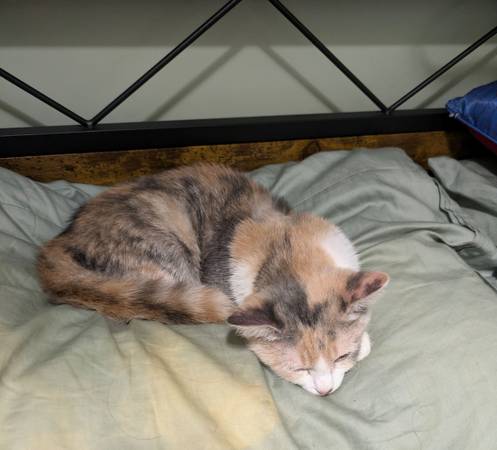 Two cats for rehoming (Ridgewood)63996313137538121