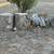 Large stumps from a downed cottonwood 1 thumbnail