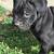 Cane Corso 6 thumbnail