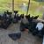Chickens 4 thumbnail