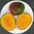 Mango tree for sale Kent Organic 12 thumbnail