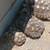Tortoise sulcata 8 thumbnail