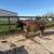 2 Breeding Bulls 2 thumbnail