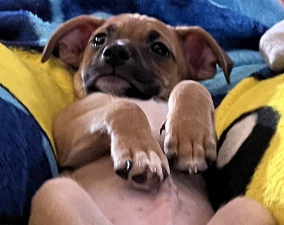 Meet Buck (pittsburg / antioch)63934209981314121
