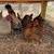 9 laying hens 2 thumbnail