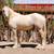 Palomino Gypsy Vanner 1 thumbnail