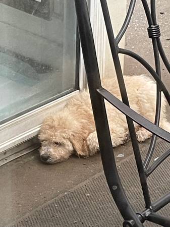 Golden doodle needs loving home (Decatur)63660349878401121