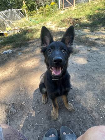 GSD 1