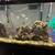 55 gallon aquarium with stand, fish, and light 5 thumbnail