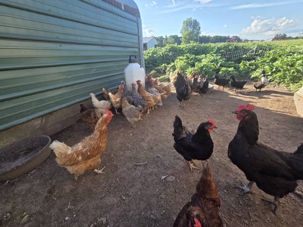 Looking  for unwanted  roosters or ducks 1