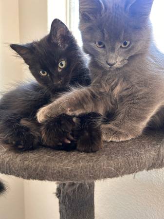 ¡Rehoming kittens!! (North Las Vegas)63860183318529124