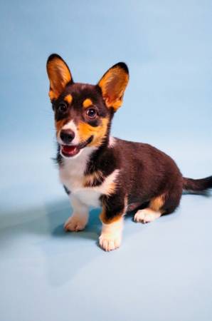 Cachorro de Corgi macho no registrado (todavía tiene su cola) (Ciudad de Oklahoma)63670591584385121