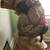Turkey mount 1 thumbnail