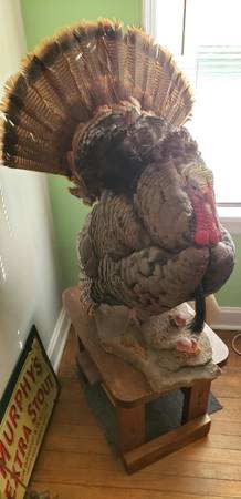 Turkey mount 1