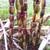 Buddha Belly Sugarcane Sugar Cane Plants 2 thumbnail