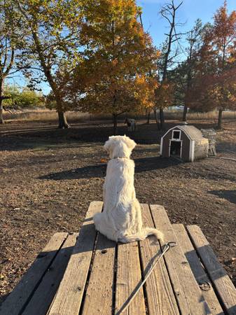 Re-homing Great Pyrenees dog (Olathe KS)63903108902274122