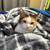 Calico Cat 2 thumbnail