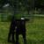 Tennessee Fainting goats 4 thumbnail