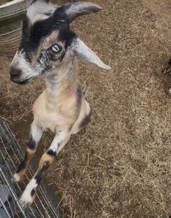 Rehoming buck goat 1