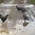 Rustic rock pullets 2 thumbnail