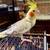 Cockatiels Lot 2 thumbnail