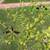 Large Grafted Finger Lime Rooted Live Tree Plant - Fruiting 2 thumbnail