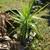 YUCCA 2 thumbnail