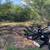 Brush Pulling by the Root 7 thumbnail