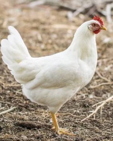 Long island white chiekns 1