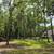 FORESTRY MULCHING- LAND CLEARING- MORE 10 thumbnail