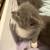 Kittens 3 thumbnail
