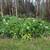 WHITE GINGER 2 thumbnail
