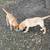 Lab puppy rehoming 2 thumbnail
