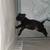 Cane Corso mix Doberman/ German Shepherd 2 thumbnail